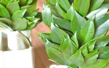 葬儀・告別式 神式